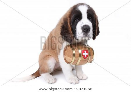 Un cucciolo di Saint Bernard con canna di salvataggio intorno al collo