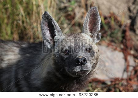 Striped hyena (Hyaena hyaena). Wild life animal. 