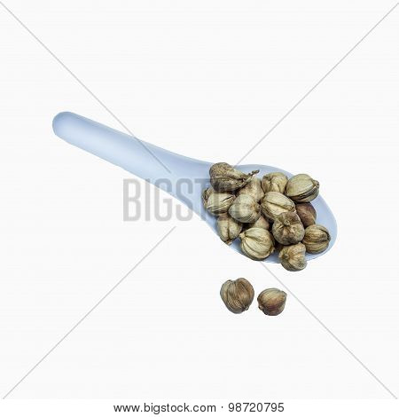 Siam Cardamom Amomum Krervanh Pierre