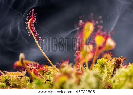 Leaf of Sundew.