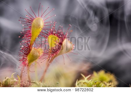 Leaf of Sundew.