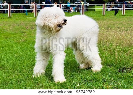 South Russian Sheepdog looks.