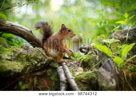 Squirrel