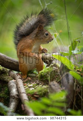 Squirrel