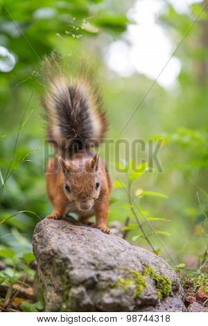 Squirrel