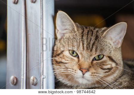 Cute Tabby Kitten
