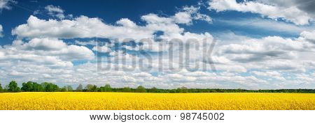 Rapeseed field panorama with beautiul sky