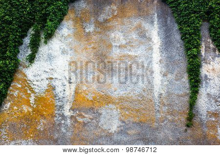 Old Concrete Wall With The Green Ivy