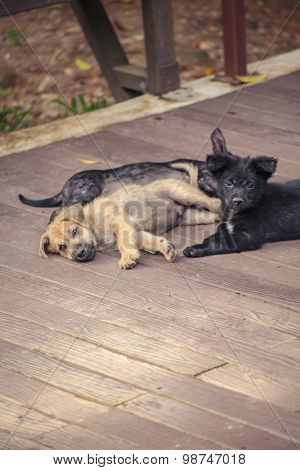 Asia Dog