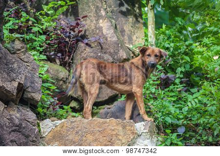 Asia Dog
