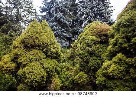 Landscape With Blue Spruces And Juniper Trees