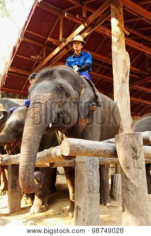 Maesa Elephant Camp, Thailand