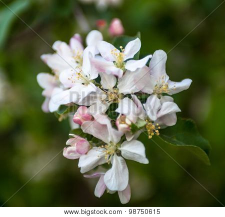 Close Up Of The Apple Tree Flowers