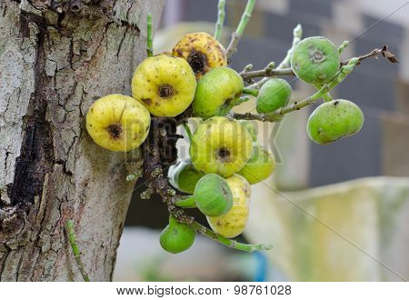 Ficus Racemosa Growing On Tree