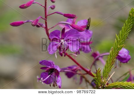 Purple Alpine Fireweed.  Blossoming sally bloom
