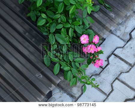 Lonely pink flowers on asphalt