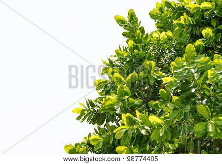 Isolate Leaf On Tree On White Background
