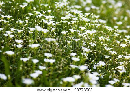 White Flowers Of Stellaria Holostea