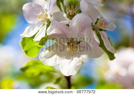 Close Up Of The Apple Tree Flowers
