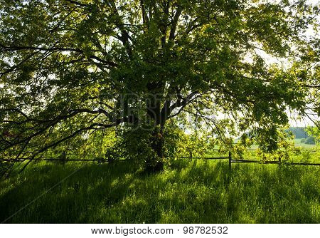 The Old Oak Tree In Bright Summer Day