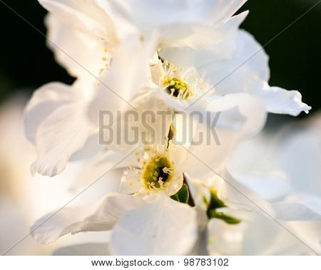 Close Up Of The Pear Tree Flowers