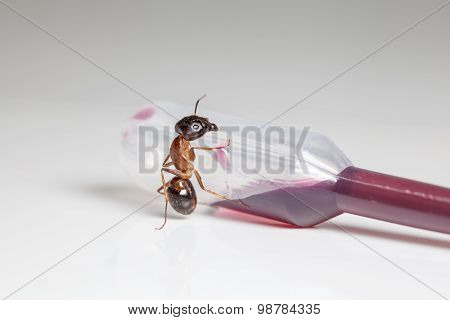 Ant On An Pipette
