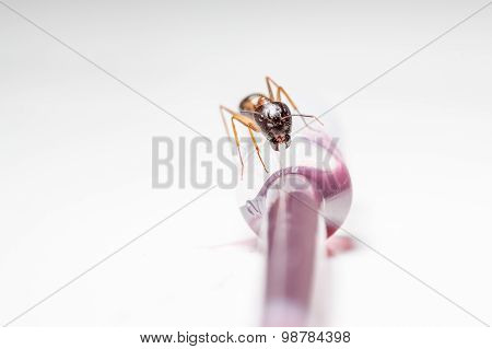 Ant On An Pipette