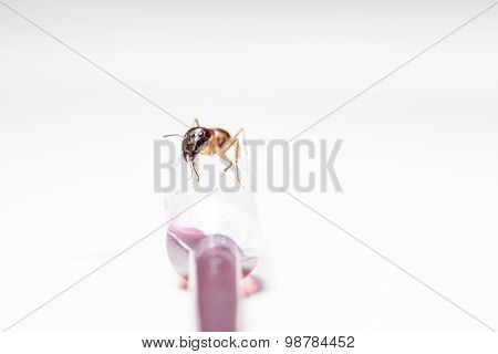Ant On An Pipette