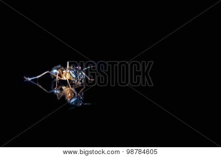 Ant On Polished Tile