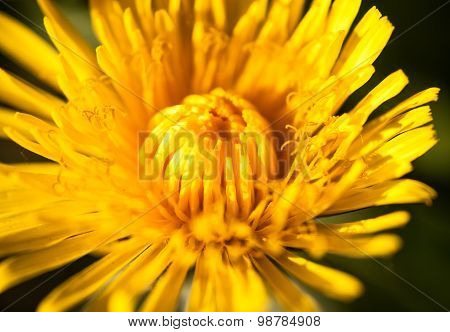 Closeup Of The Blooming Yellow Dandelion Flower