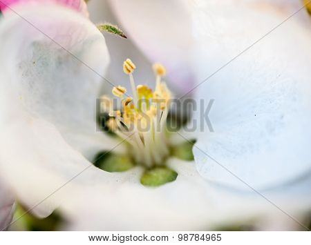 Close Up Of The Pear Tree Flowers