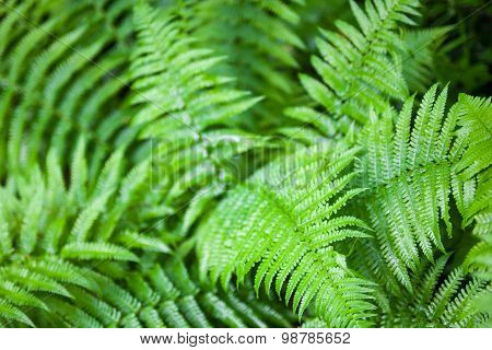 Green Fern Stems And Leaves