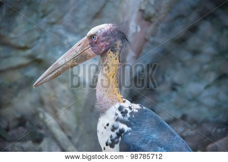 Lesser adjutant stork in the zoo