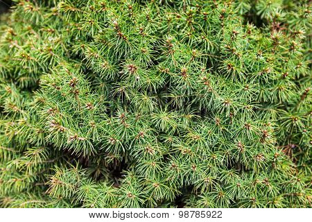 Evergreen Juniper Branches
