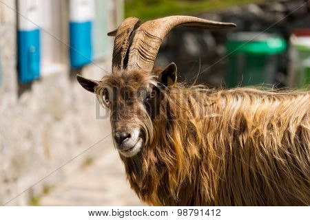 Mountain Male Goat