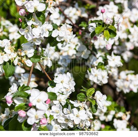 Blooming Apple Tree