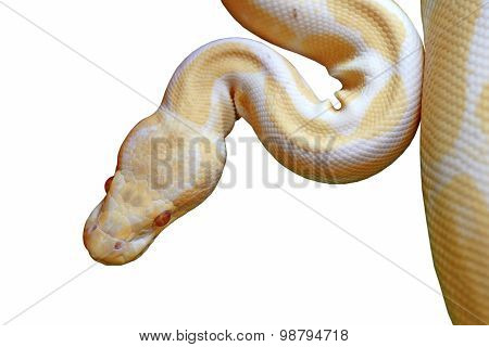 Albino Reticulated Python (python Reticulatus) Isolated On White