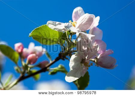 Apple Tree Flowers Against The Blue Sky Background