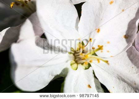 Close Up Of The Apple Tree Flowers