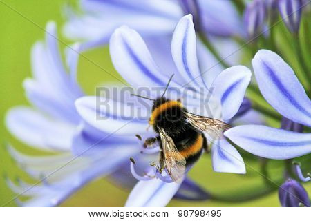 African Agapanthus (agapathus Africanus) With Bumble Bee