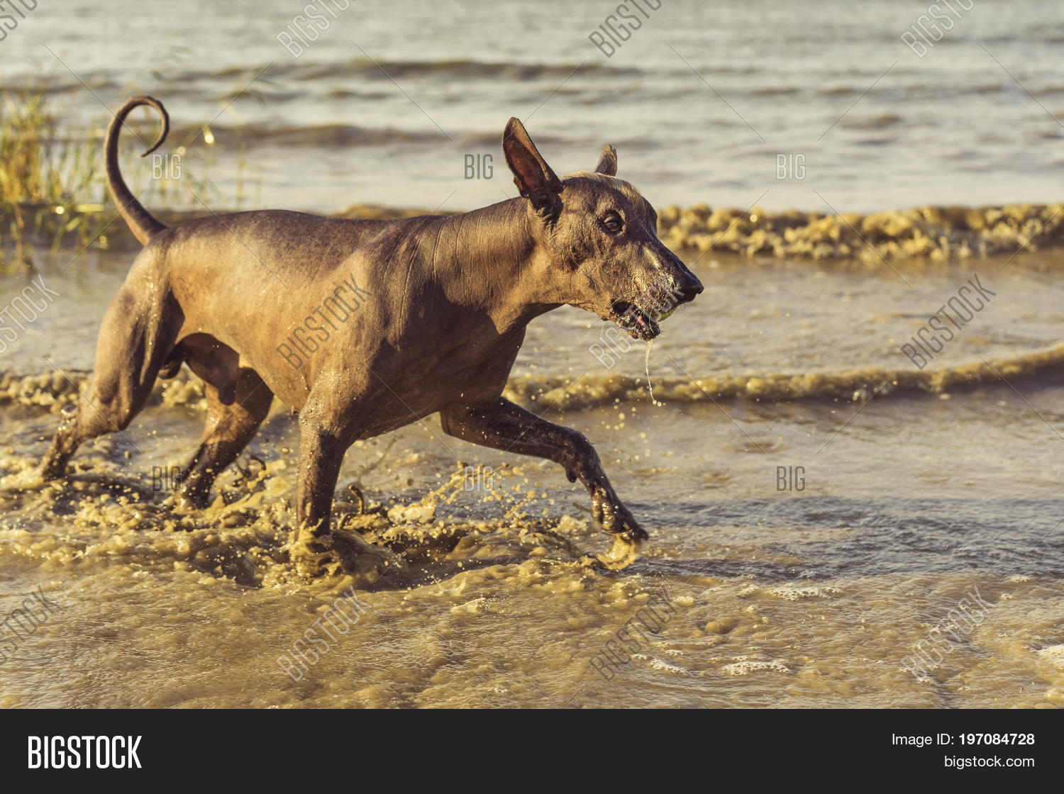 mexican beach dog