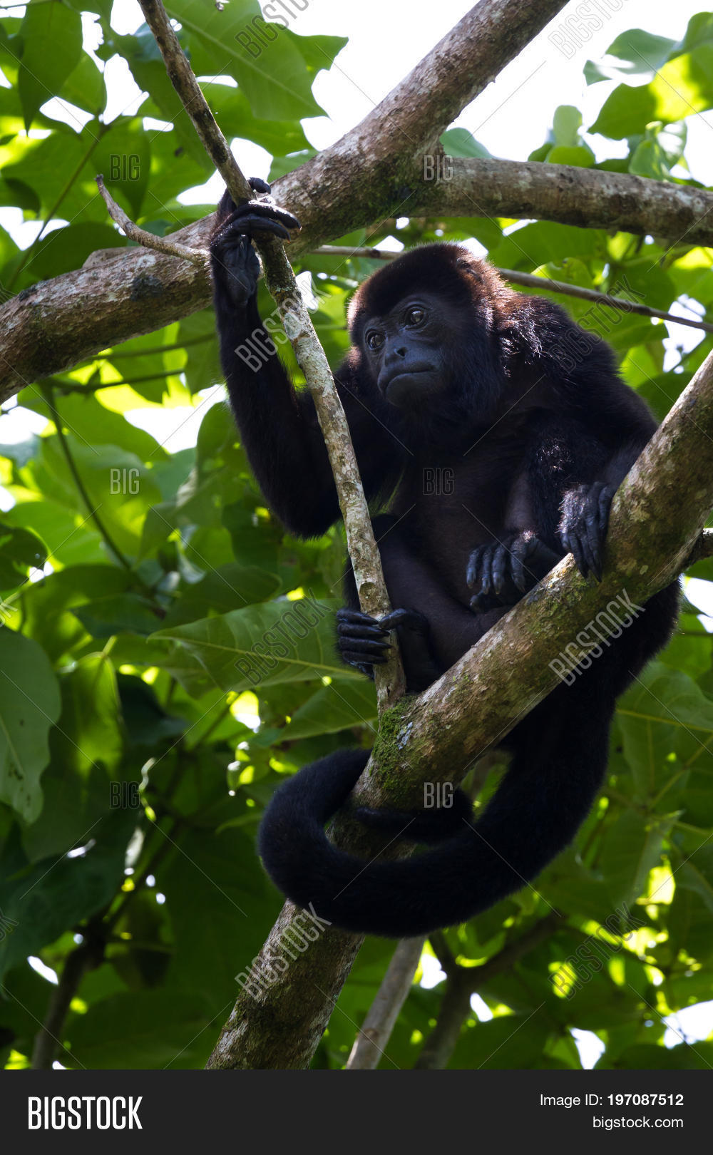 Howler Monkey Trees Image & Photo (Free Trial) Bigstock