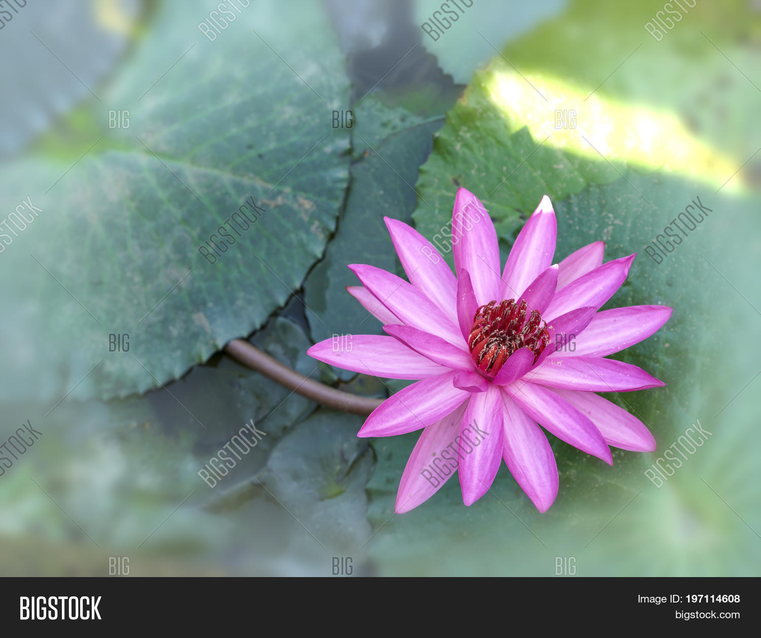 Water Lilies Bloom Image & Photo (Free Trial) Bigstock
