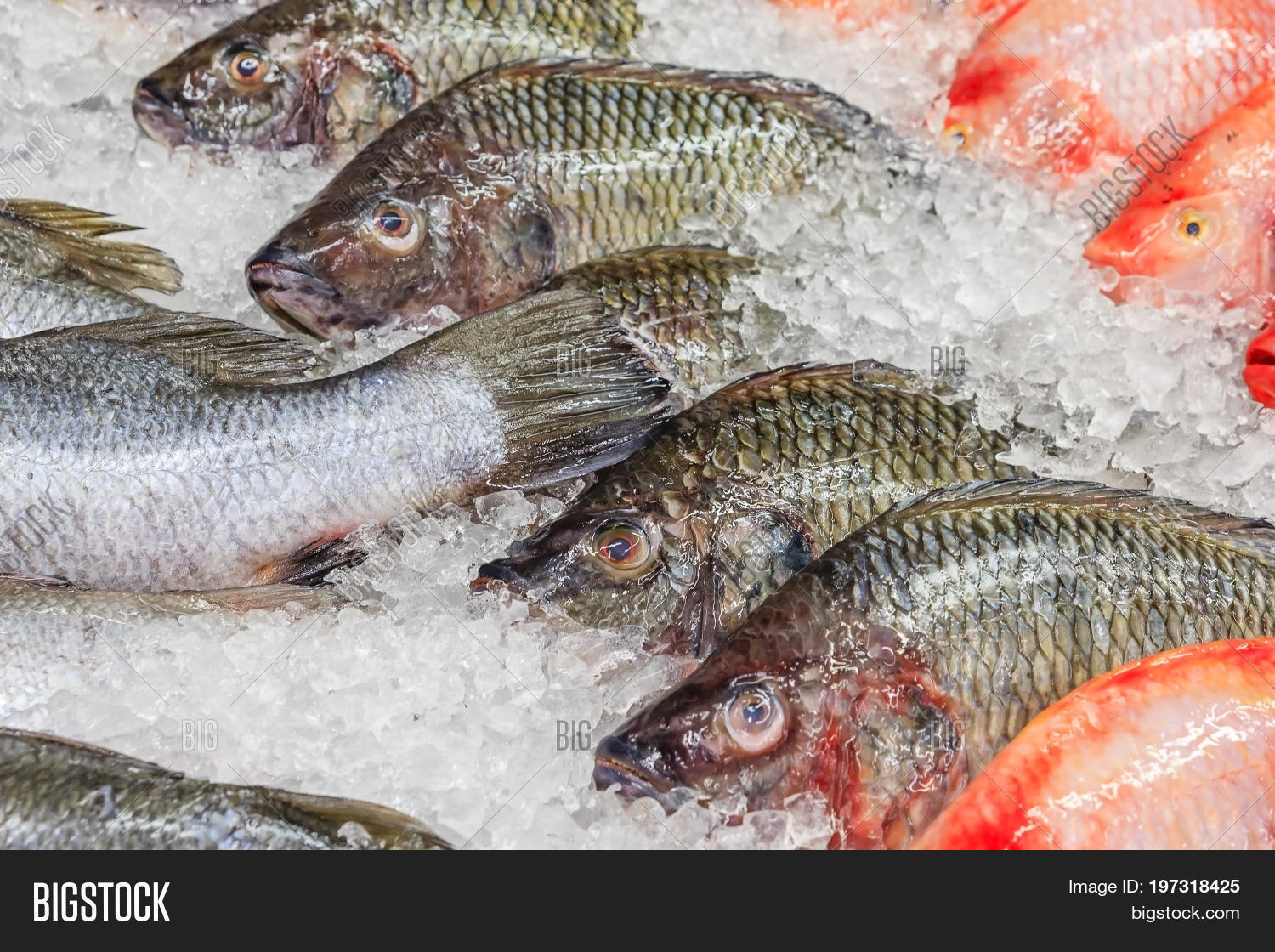 Live Channel Catfish For Sale Near Me