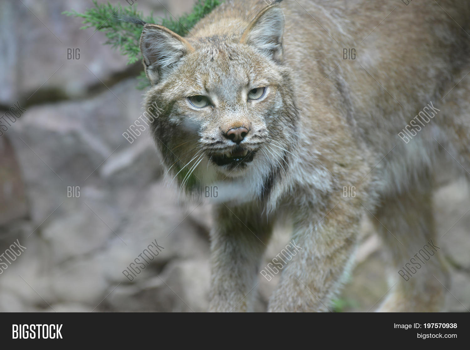 Canadian Lynx Outdoors Image & Photo (Free Trial) Bigstock