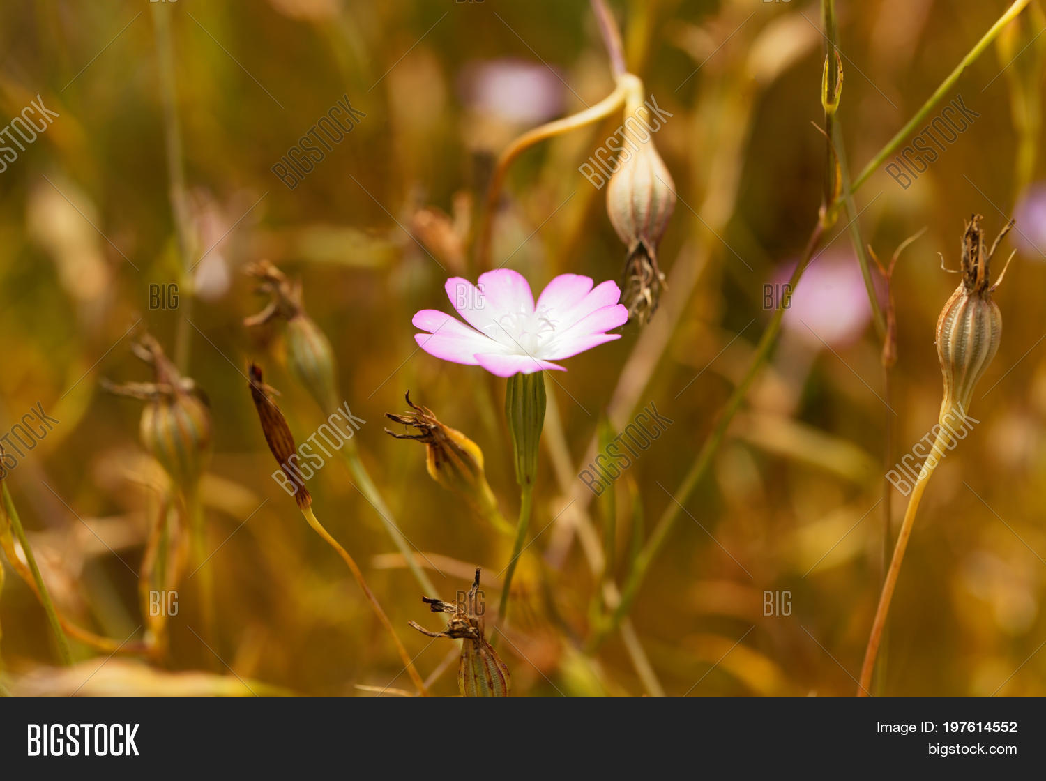 Flower Rose Heaven Image & Photo (Free Trial) Bigstock