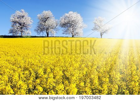 field of rapeseed canola or colza in latin Brassica Napus sun and alley of flowering cherry trees - rape seed is plant for green energy and oil industry - spring time view