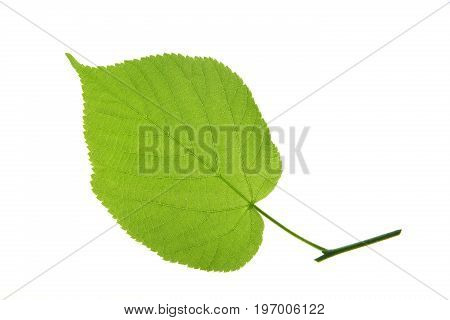 One single leaf isolated against white background (Tilia)