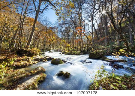 The Oirase Gorge beautiful river druing the autumn season Japan