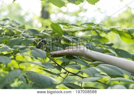 hand a girl reaches out with the bird sitting in the tree on the branches titmouse tomtit chickadee